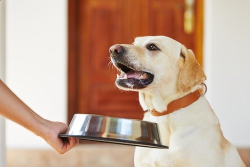 ﻿Köpek Dostlarımızın Kuru Mama İle Yaşadığı Problemler Nelerdir ?﻿