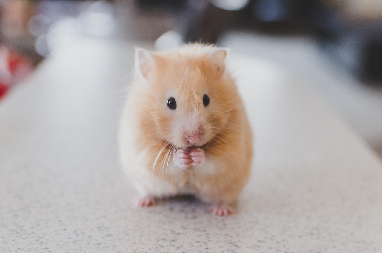 Hamster Bakımı Nasıl Yapılır?