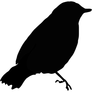 Kuş