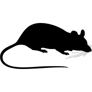 Kemirgen